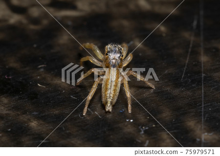 Small Jumping spider 75979571