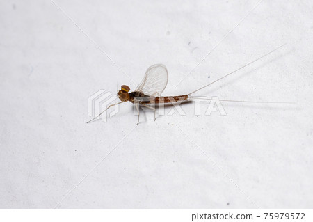 Male small mayfly 75979572