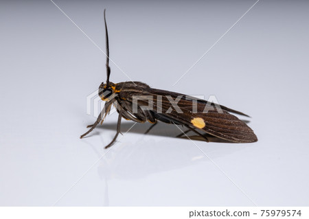 Adult Tiger Moth 75979574