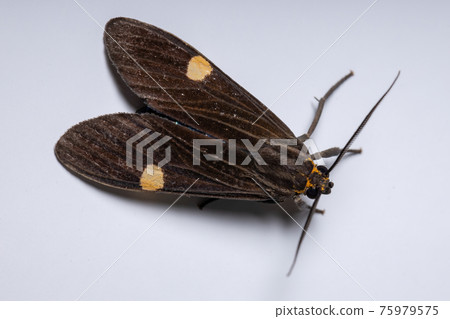 Adult Tiger Moth 75979575