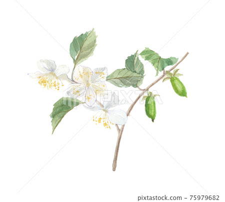 Actinidia polygama flowers and fruits 75979682