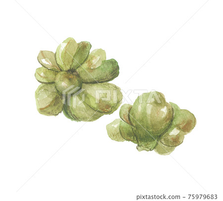 獼猴桃,癭 獼猴桃,癭 75979683