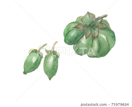 Actinidia polygama, Kiten Tate, fruit and gall 75979684