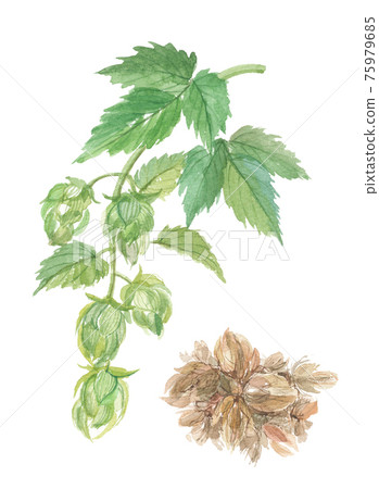 卡拉哈納蘇 75979685