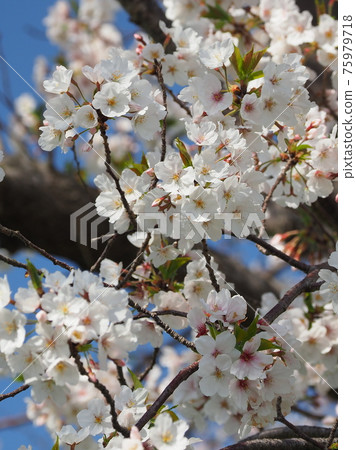 Cherry Blossom Cherry Blossom 75979718