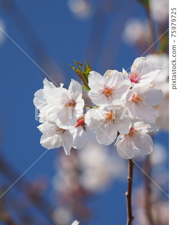 櫻花 75979725