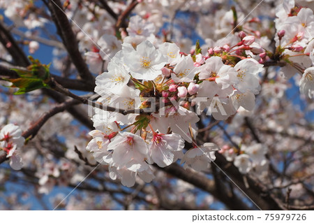 櫻花 75979726