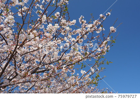 櫻花 75979727