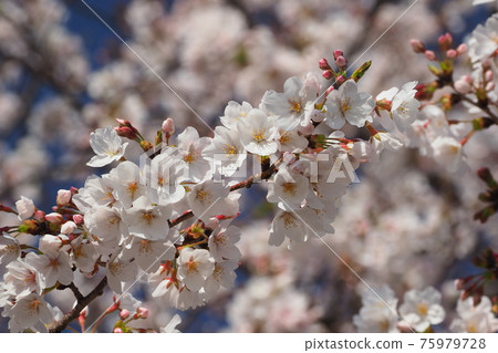 櫻花 櫻花 75979728