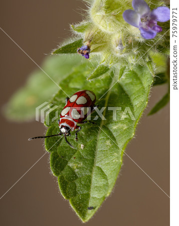 Adult Flea Beetle 75979771