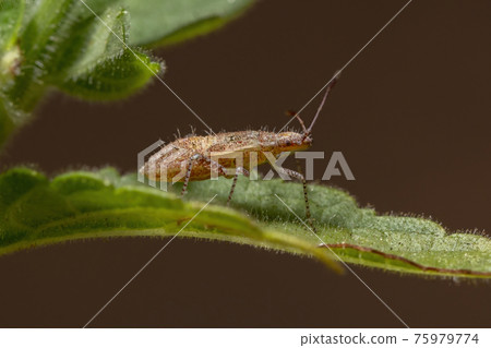 Pentatomomorph Bug nymph 75979774