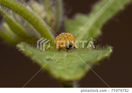 Flea Beetle Larvae 75979782