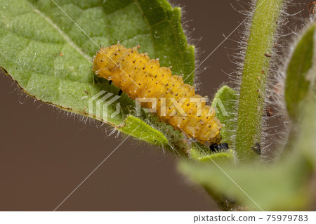 Flea Beetle Larvae 75979783