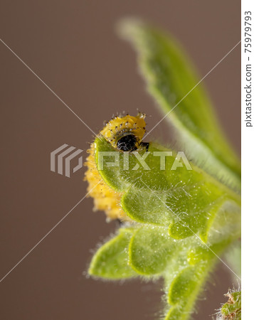 Flea Beetle Larvae 75979793