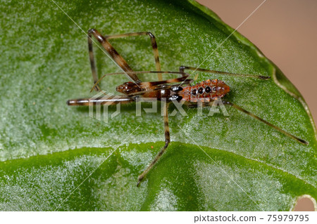 Assassin Bug Nymph Assassin Bug Nymph 75979795