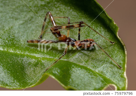 Assassin Bug Nymph Assassin Bug Nymph 75979796