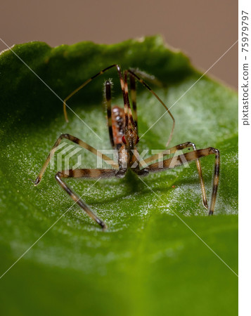 Assassin Bug Nymph Assassin Bug Nymph 75979797