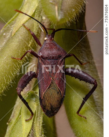 Adult Leaf-footed Bug 75979804