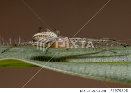 Grass Neoscona Spider Grass Neoscona Spider 75979808
