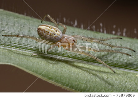 Grass Neoscona Spider Grass Neoscona Spider 75979809