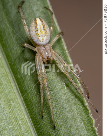 Grass Neoscona Spider Grass Neoscona Spider 75979810