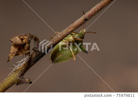Green belly bug Green belly bug 75979811