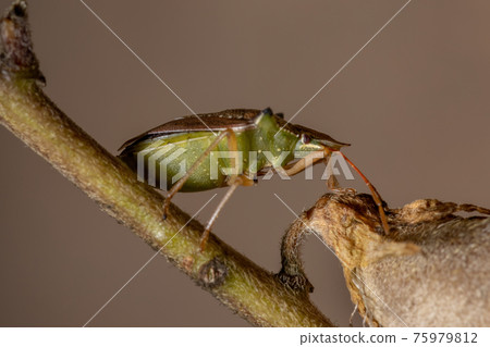 Green belly bug Green belly bug 75979812