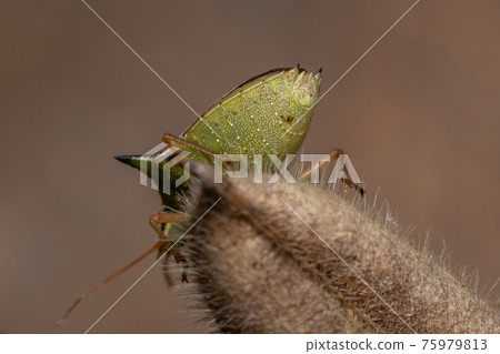 Green belly bug Green belly bug 75979813