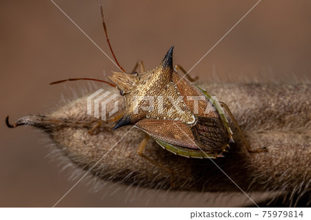 Green belly bug Green belly bug 75979814