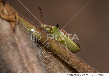 Green belly bug 75979819