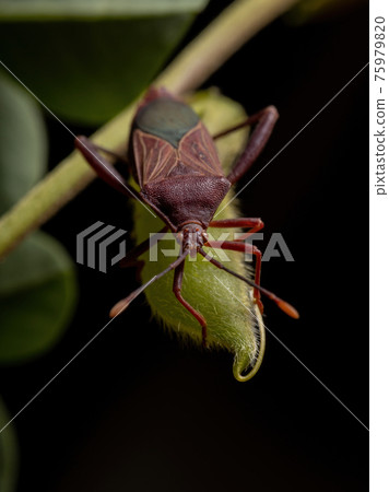Adult Leaf-footed Bug 75979820