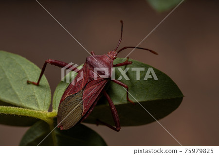 Adult Leaf-footed Bug Adult Leaf-footed Bug 75979825