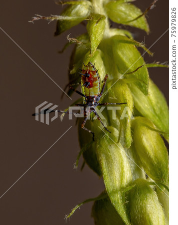 Leaf-footed Bug Nymph Leaf-footed Bug Nymph 75979826