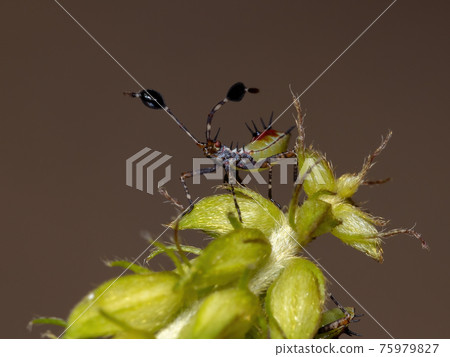 Leaf-footed Bug Nymph 75979827