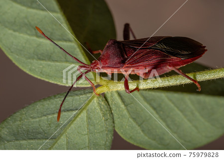 Adult Leaf-footed Bug Adult Leaf-footed Bug 75979828