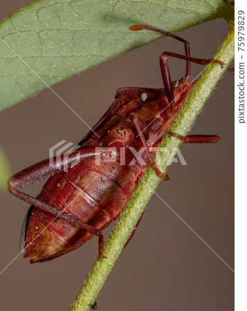 Adult Leaf-footed Bug 75979829