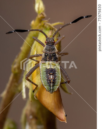 Leaf-footed Bug Nymph Leaf-footed Bug Nymph 75979830