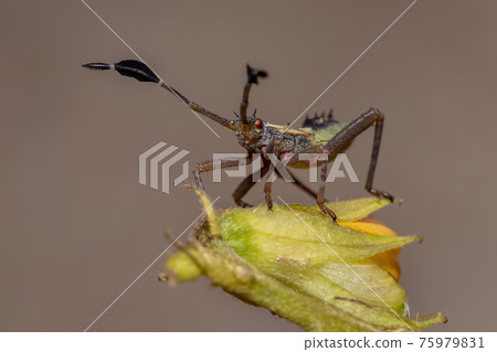 Leaf-footed Bug Nymph Leaf-footed Bug Nymph 75979831