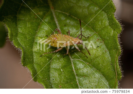 Pentatomomorph Bug nymph Pentatomomorph Bug nymph 75979834