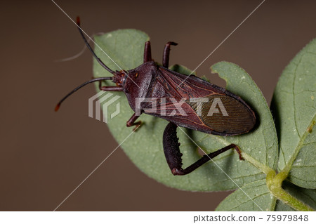 Adult Leaf-footed Bug Adult Leaf-footed Bug 75979848