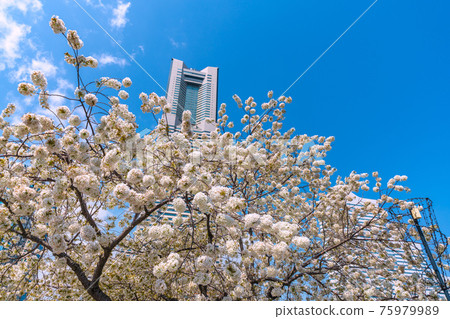 俯瞰橫濱地標塔和櫻花的日本橫濱城市景觀 俯瞰橫濱地標塔和櫻花的日本橫濱城市景觀 75979989