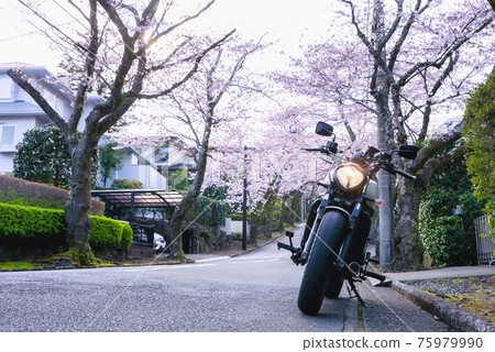 櫻花樹隧道自行車遊覽靜岡縣伊東市八幡野 75979990