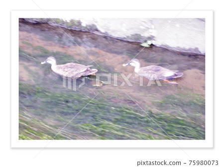 Film photo duck Film photo duck 75980073