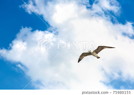 Big seagull in sky 75980155
