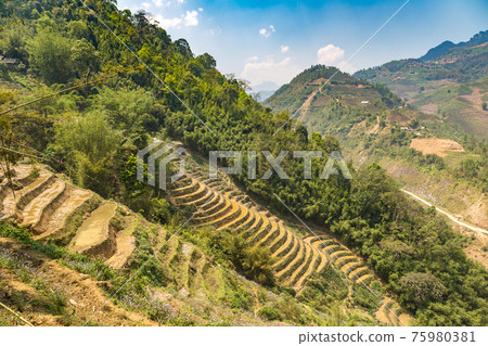 Terraced rice field in Sapa 75980381