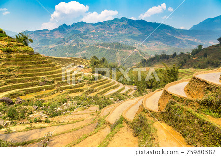 Terraced rice field in Sapa Terraced rice field in Sapa 75980382