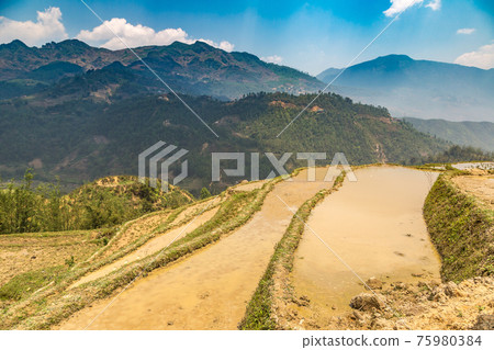 Terraced rice field in Sapa 75980384
