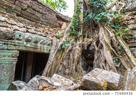 Ta Prohm temple in Angkor Wat Ta Prohm temple in Angkor Wat 75980436
