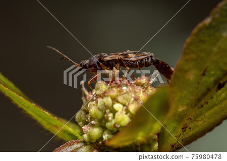 couple of  Dirt-colored Seed Bugs 75980478