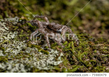 adult male jumping spider 75980479